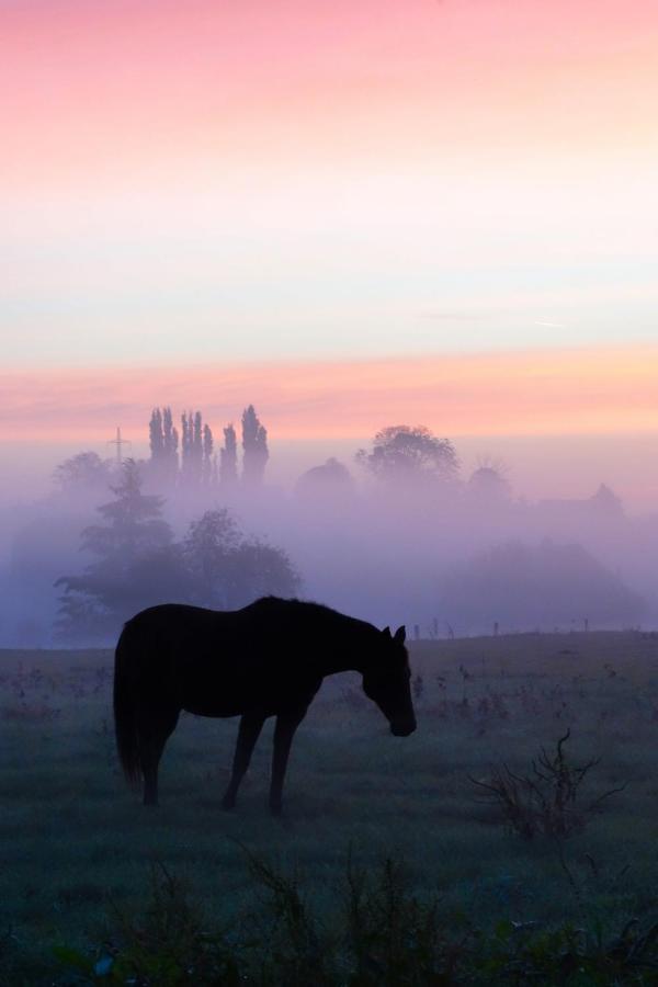Gite Rural Les Petites Tetes Leuze-en-Hainaut ภายนอก รูปภาพ